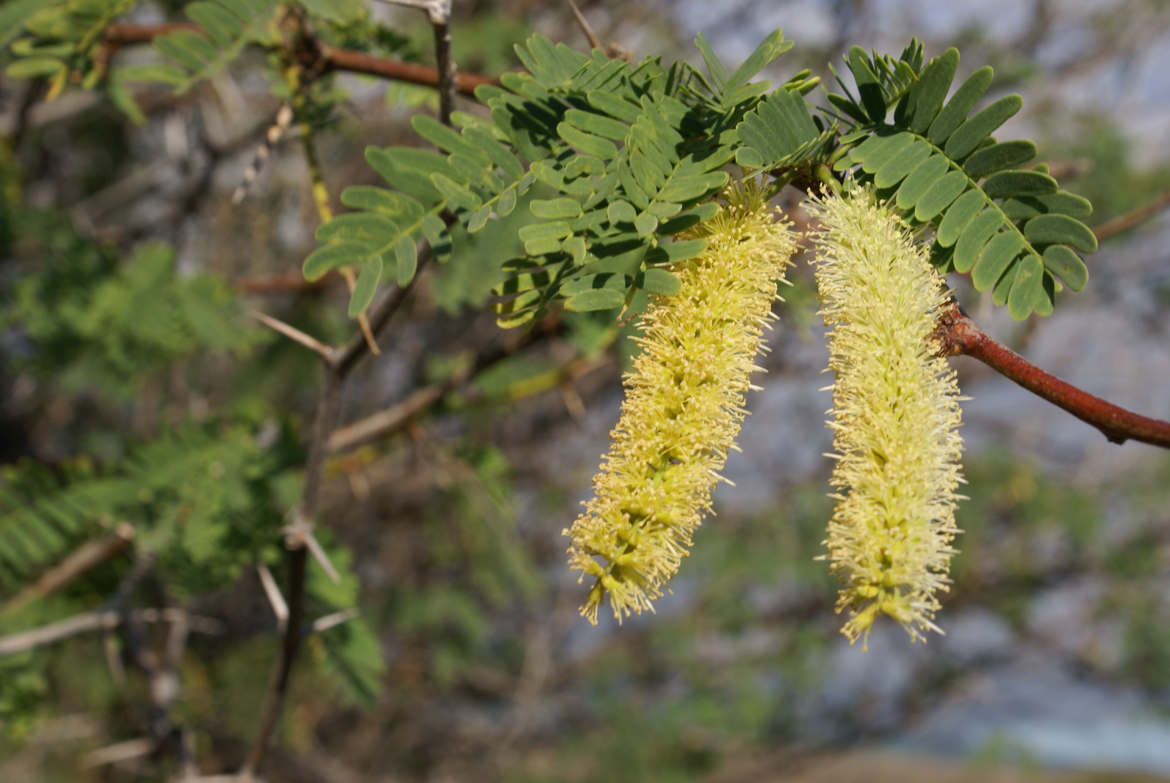 Prosopis juliflora