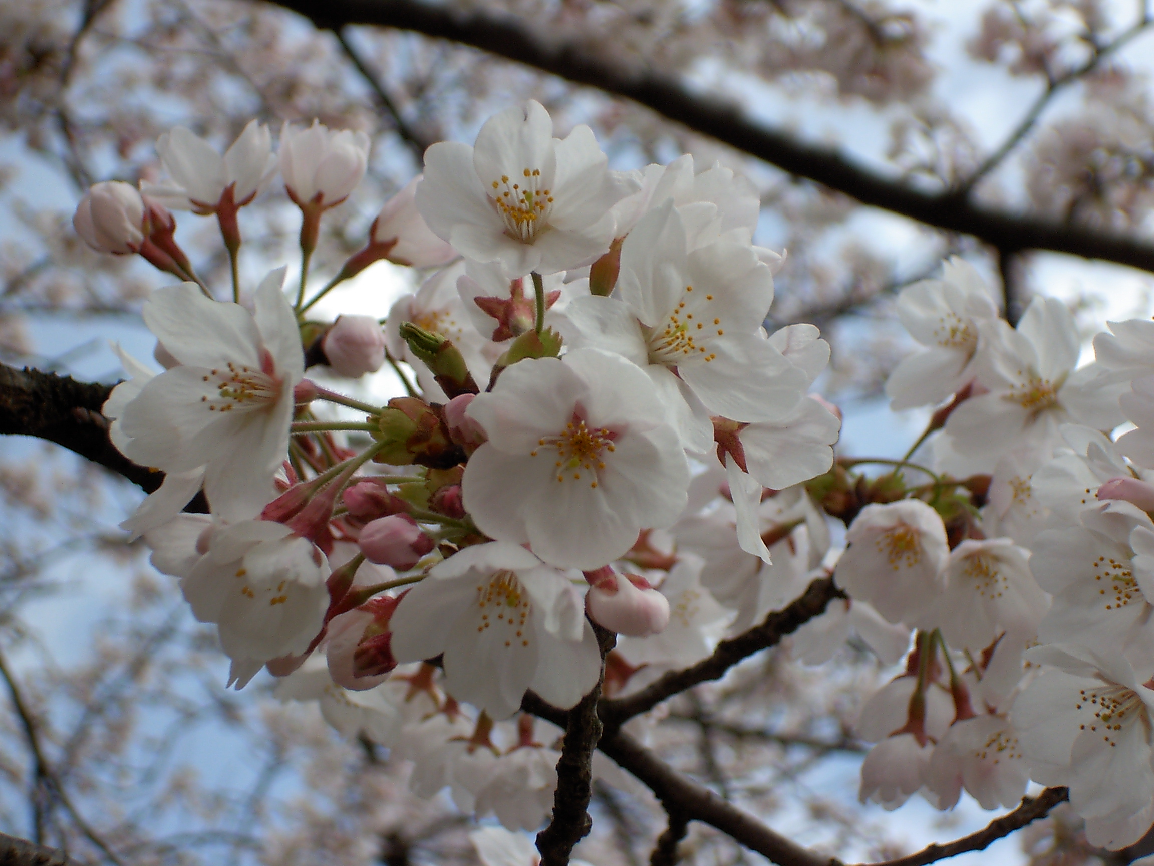 Prunus перевод