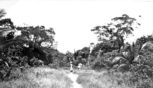 File:Queensland State Archives 5862 Road to village Yorke Island 20 July 1911.png