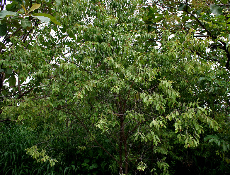 File:Santalum album (Chandan) in Hyderabad, AP W IMG 0028.jpg