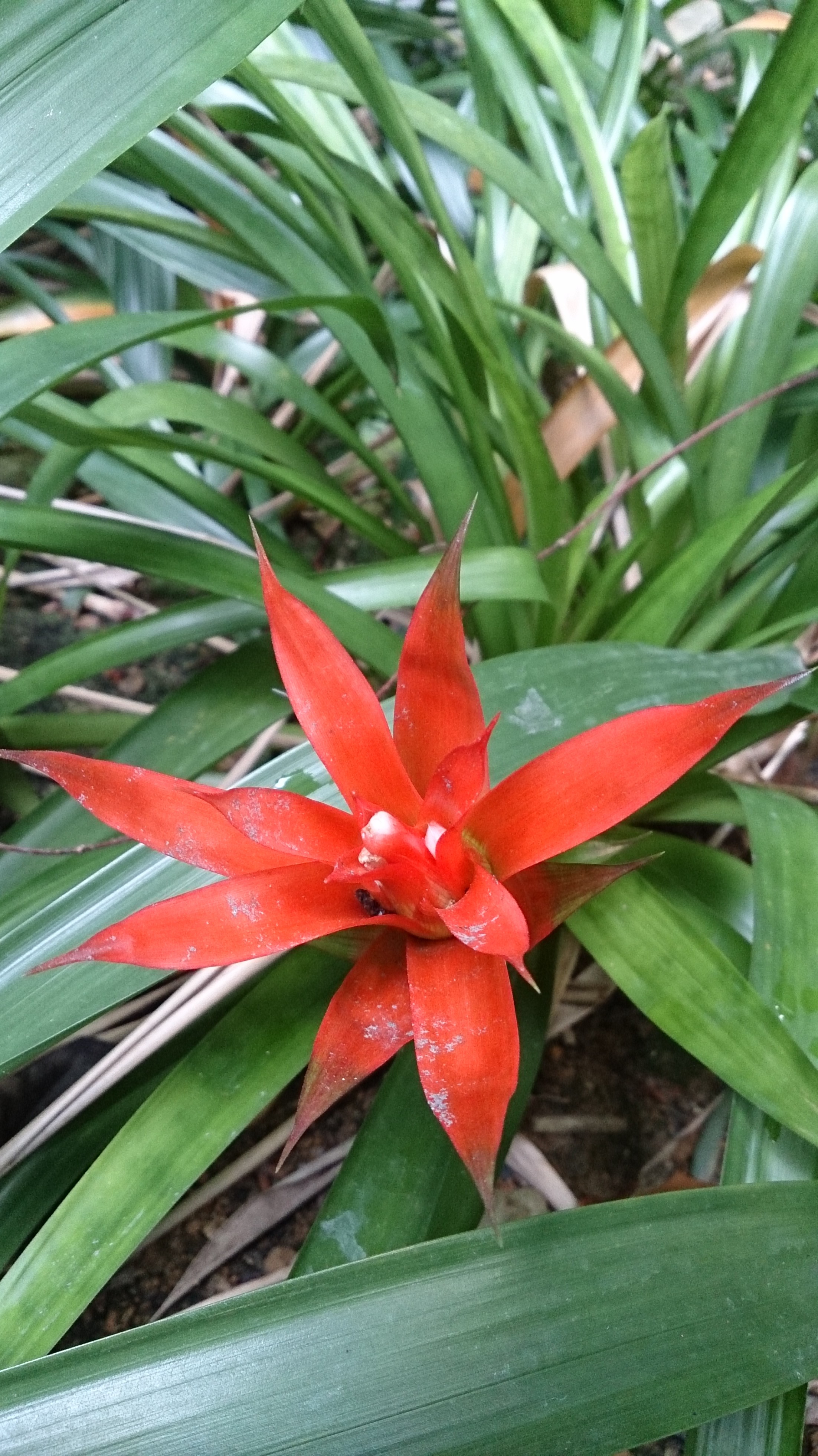 Bromeliad Care Guide Top Tips For Bromeliaceae Epic Gardening