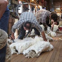 Shearers working on a station near Omarama, Otago, NZ Shearing sheep in Omarama.jpg