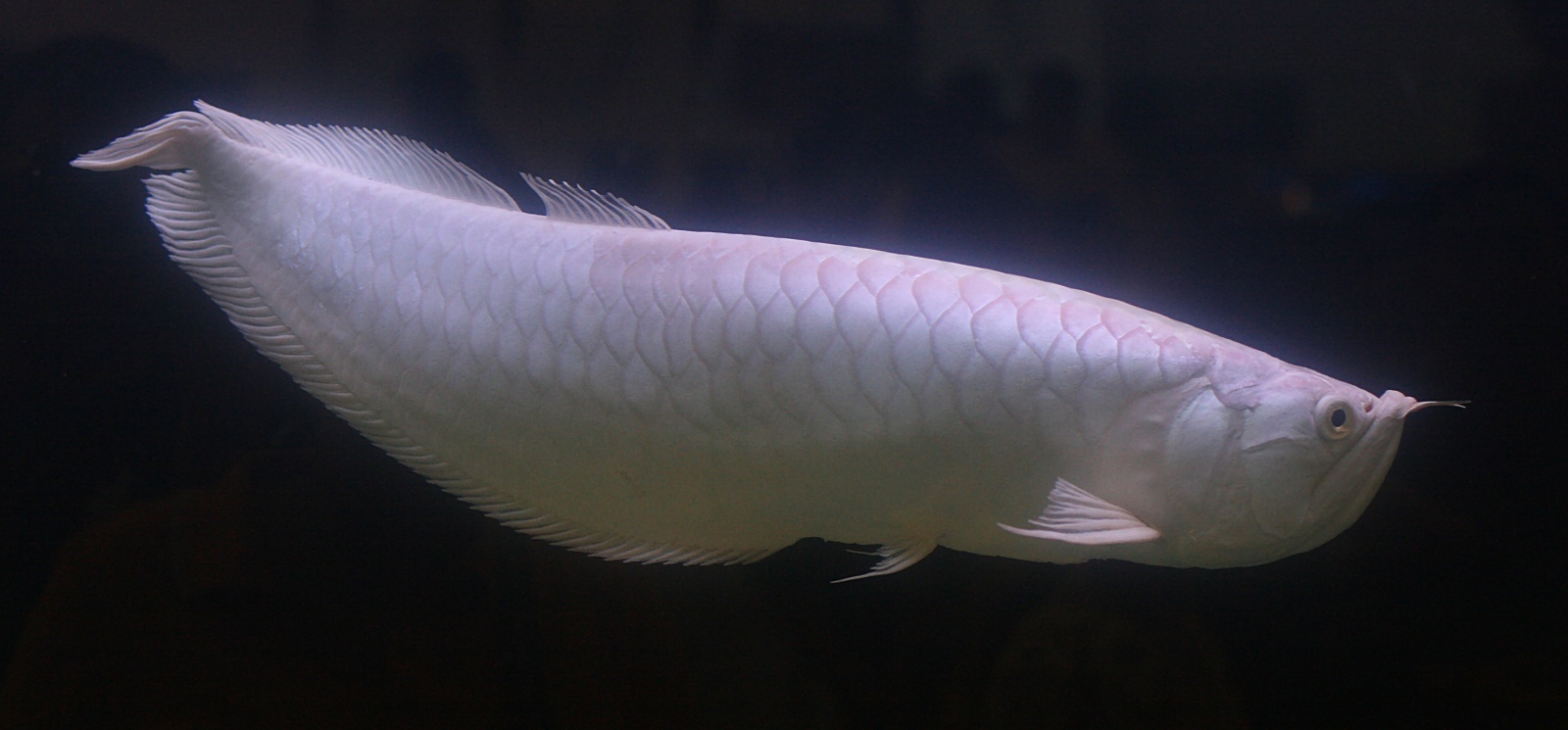 silver arowana price