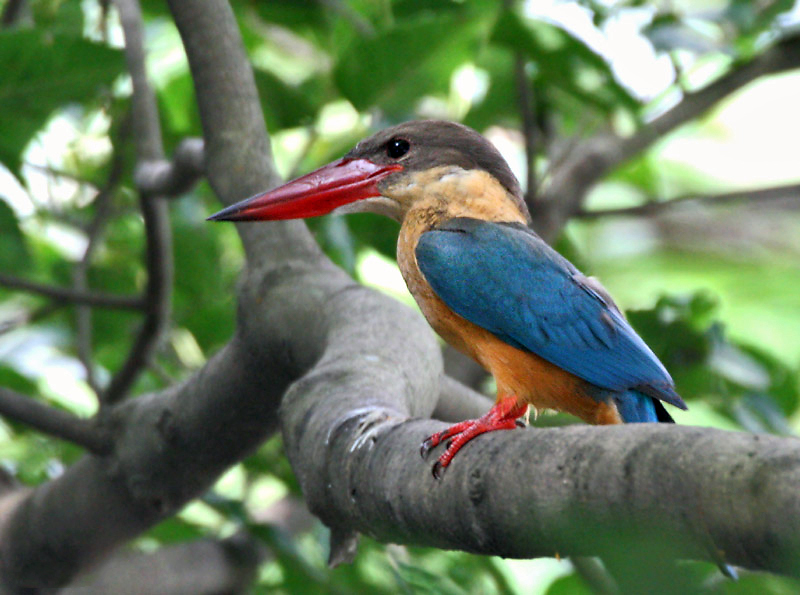 File:Stork-billed Kingfisher I IMG 7407.jpg