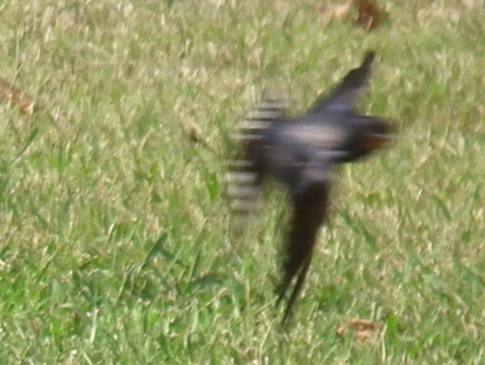 File:Swallow in flight 139913.jpg