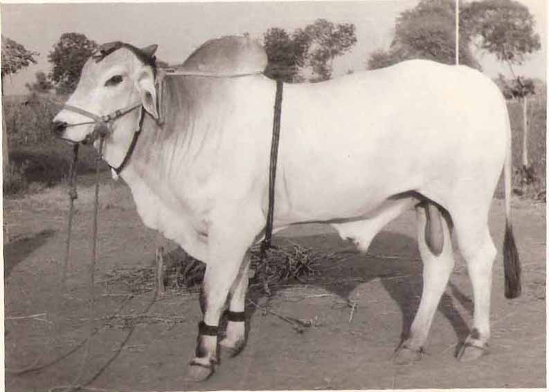 Ongole cattle - Wikipedia