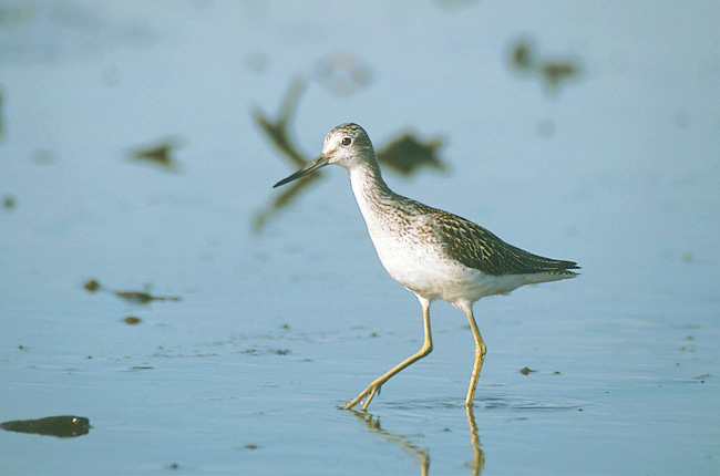 File:Tringa nebularia (Marek Szczepanek).jpg