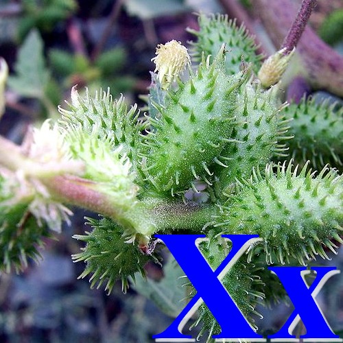 File:X xanthium.jpg