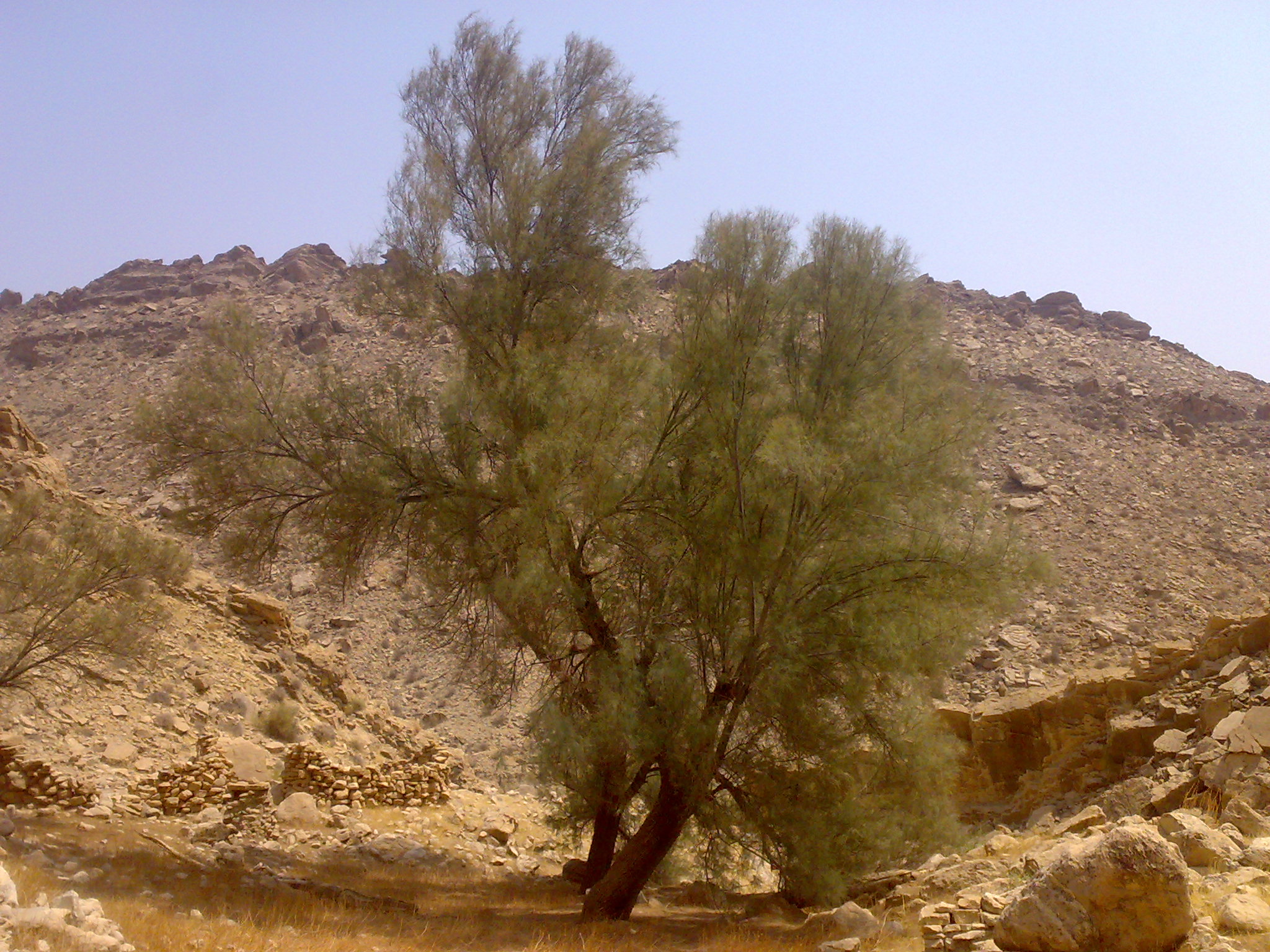 Тамариск в пустыне