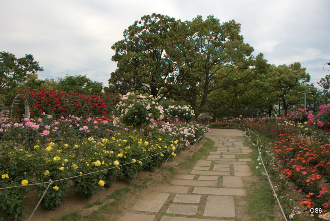 ばら公園 福山市 Wikipedia