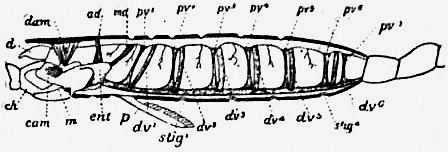 File:1911 Britannica-Arachnida-Beck.png