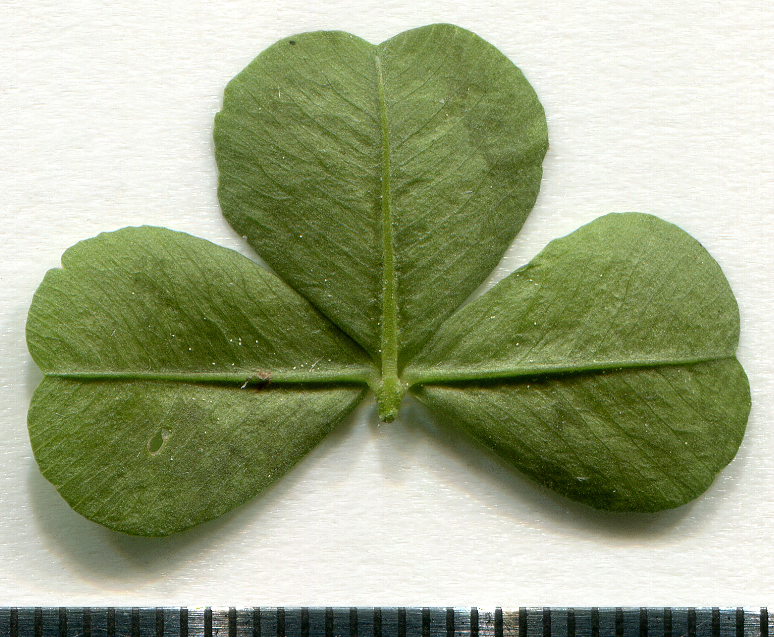 File:Clover.jpg - Wikipedia