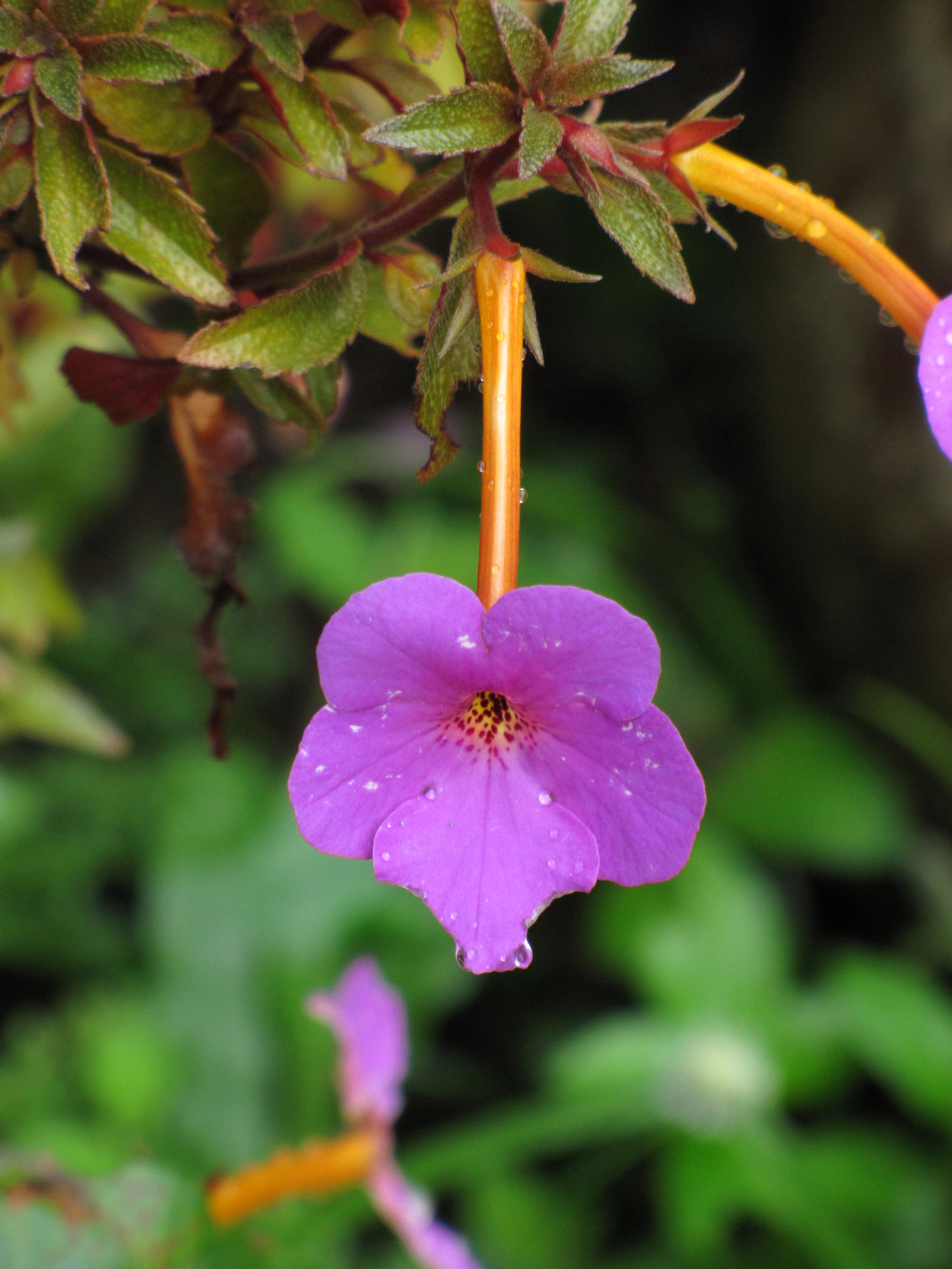 Achimenes longiflora