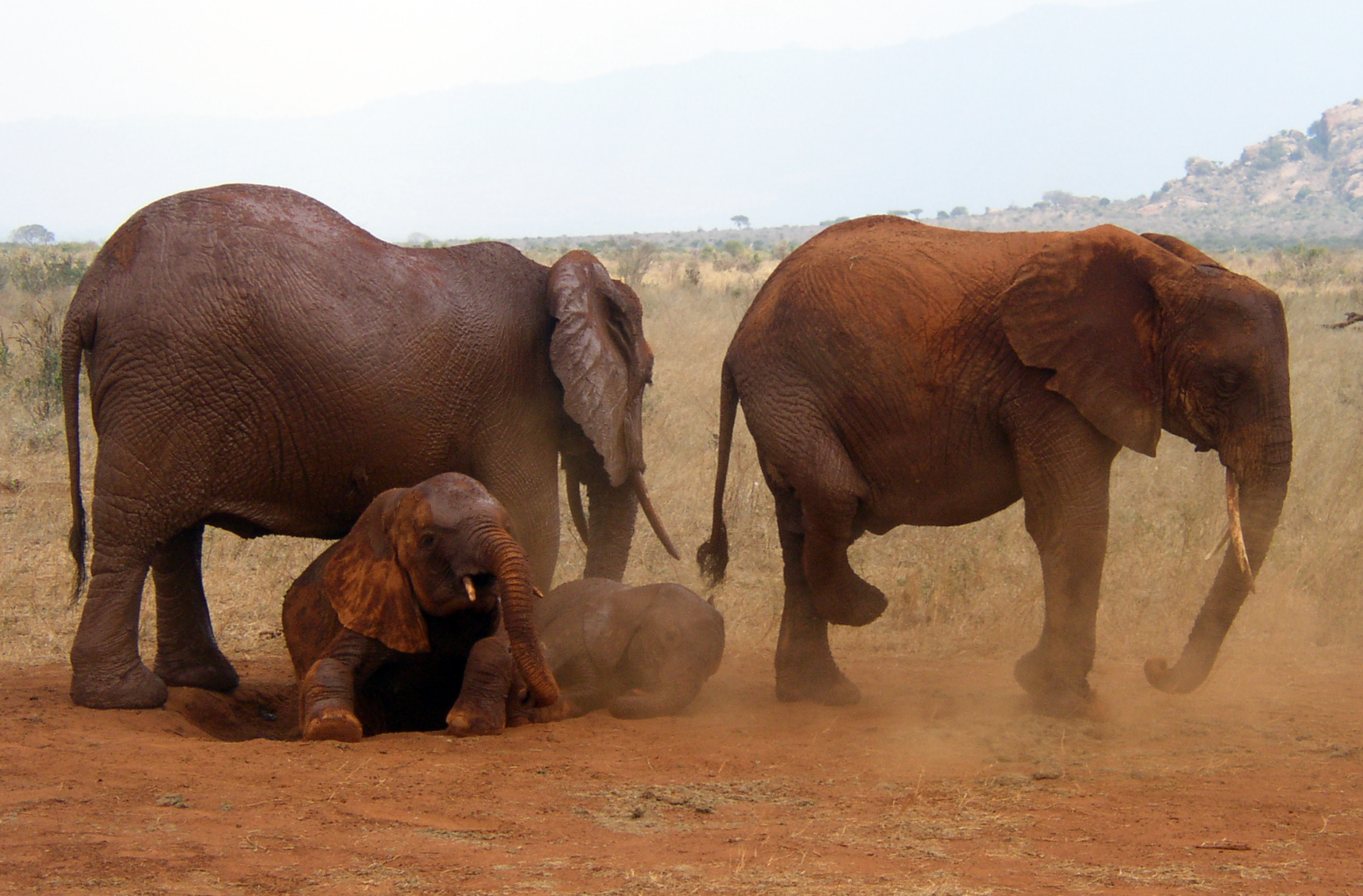 File African Bush Elephants In Tsavo East National Park Png