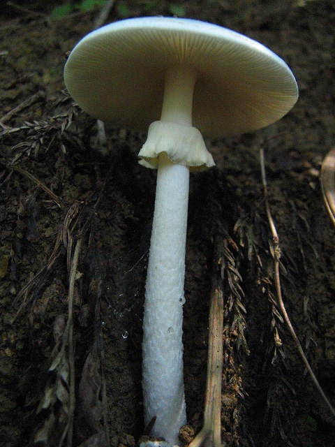 Amanita virosa-04.jpg