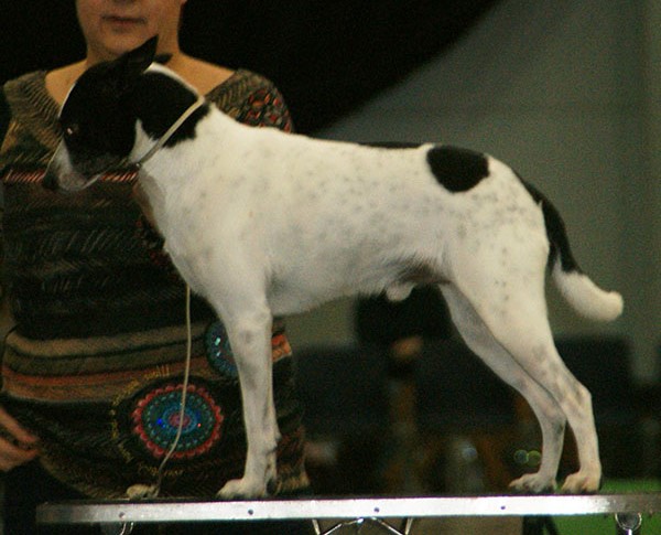 File:American Hairless Terrier, coated variation.jpg