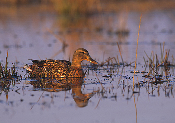 File:Anas platyrhynchos 1 hen (Marek Szczepanek).jpg