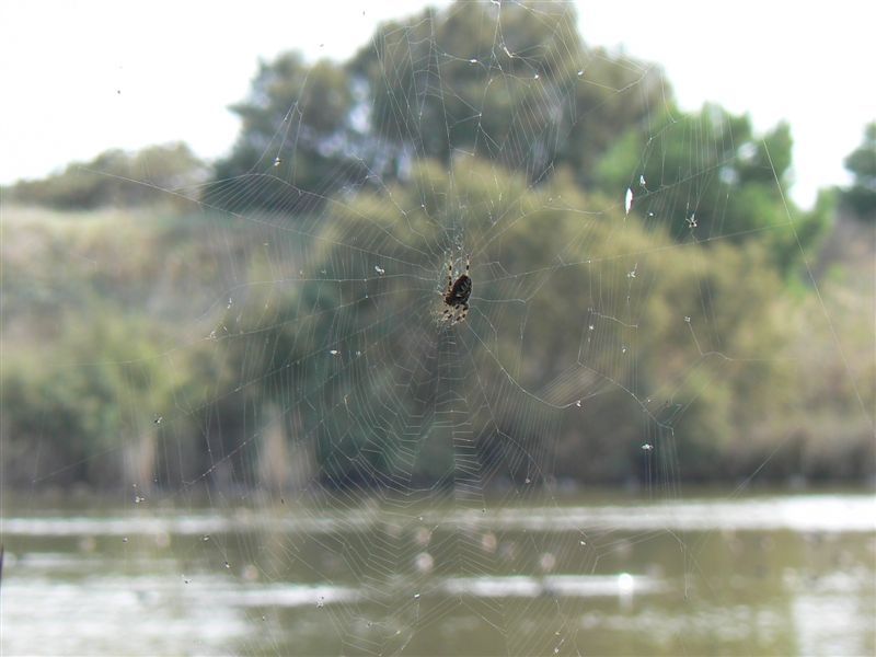 File:Araña - panoramio.jpg