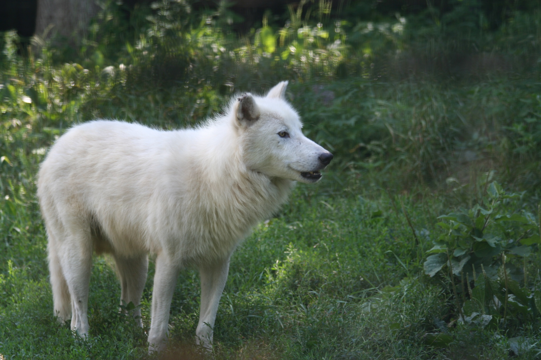 learn about arctic wolves