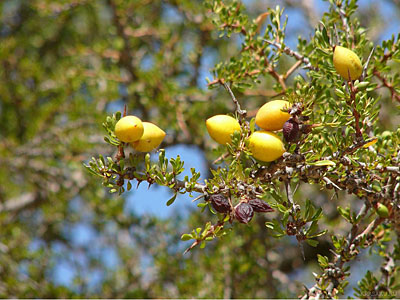 Argan Tree Fruits