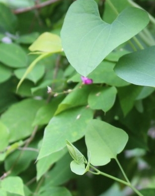 Aristolochia contorta Bunge 1