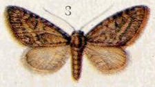 <span class="mw-page-title-main">Ash pug</span> Species of moth