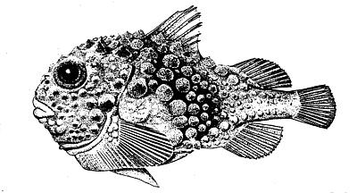 File:Atlantic spiny lumpsUC.jpg