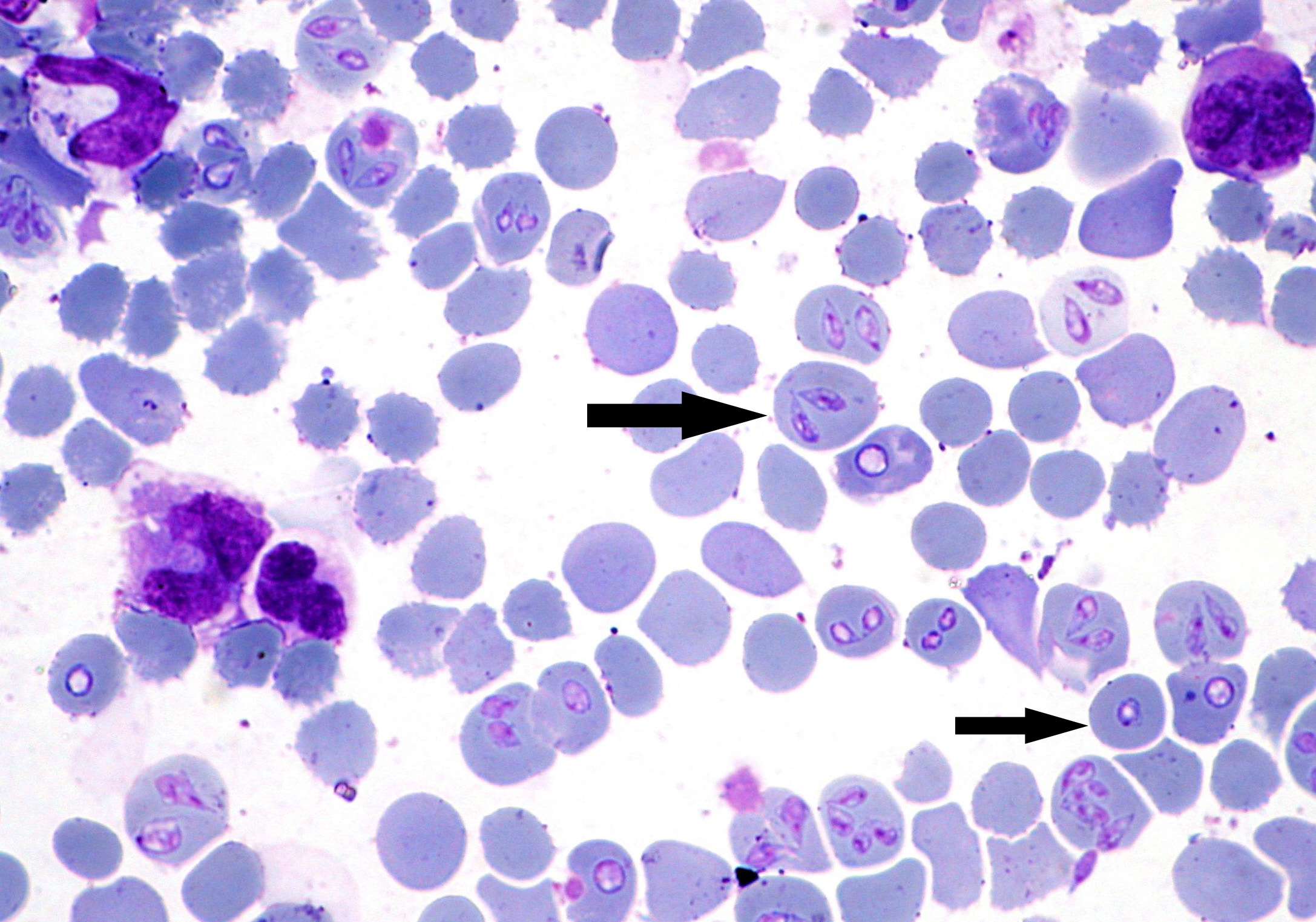 Na mikrofotografii je krevní nátěr psa domácího, šipkami jsou označené babesie v červených krvinkách.