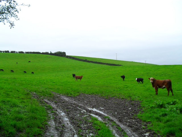 File:Ballyrenan Townland - geograph.org.uk - 1467631.jpg