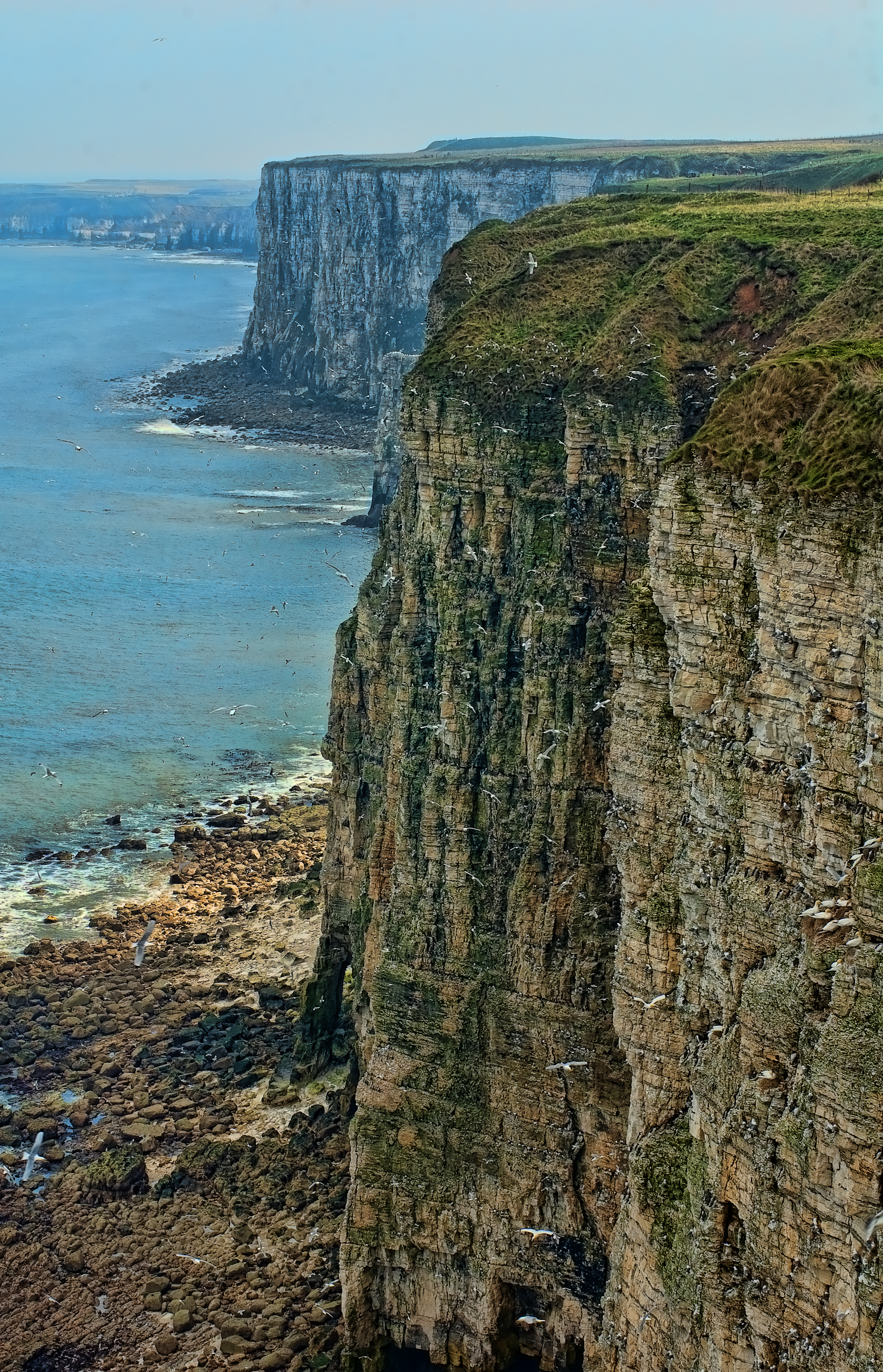 Cliff 20. Заповедник Bempton Cliffs. Bempton Cliffs Бридлингтон. Чудеса природы в Великобритании. Морский Йоркшир.