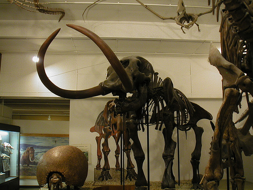 File:Boaz Mastodon.jpg