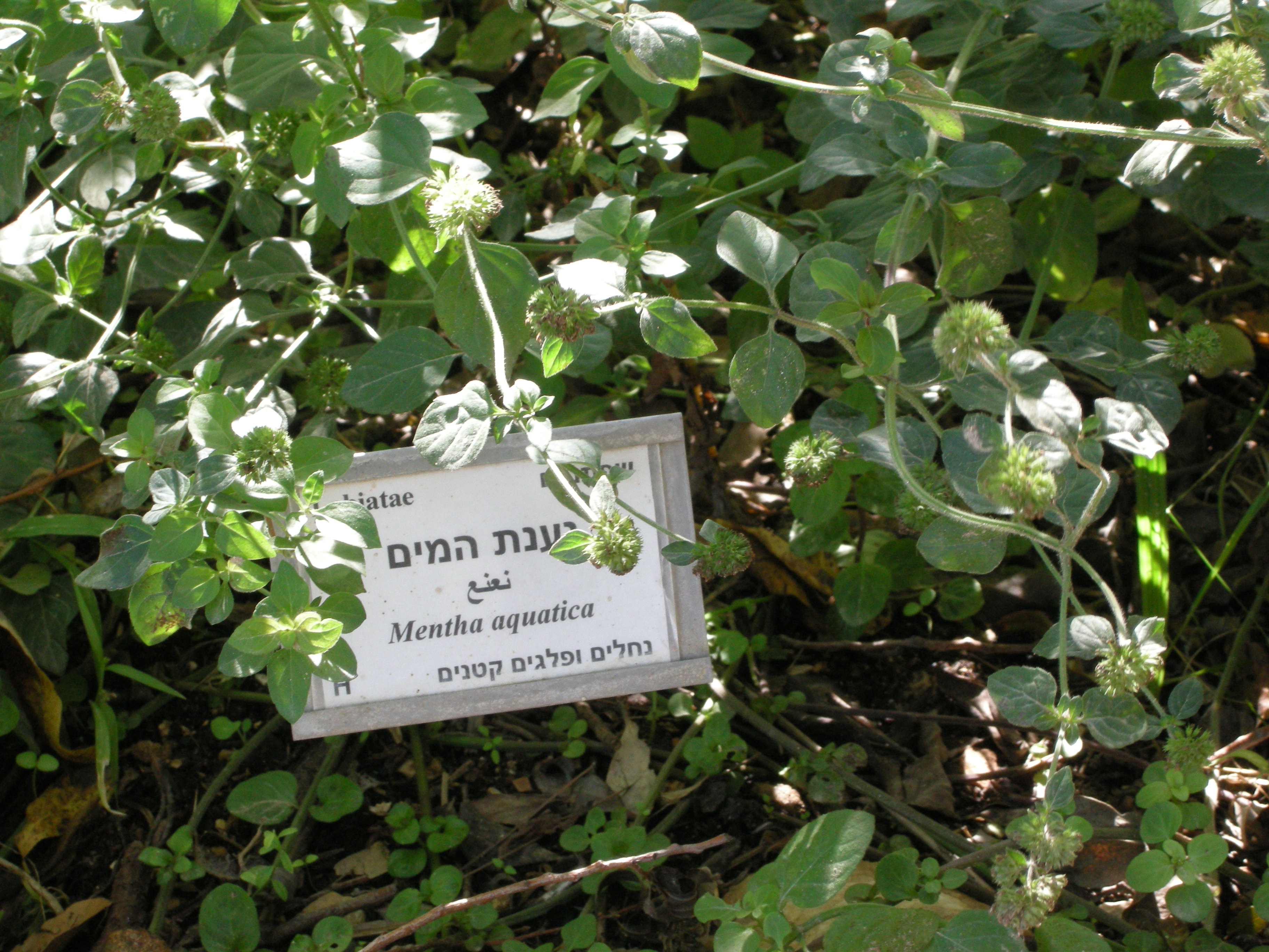 File Botanical Garden Of Mount Scopusdscn4678 Jpg Wikimedia Commons