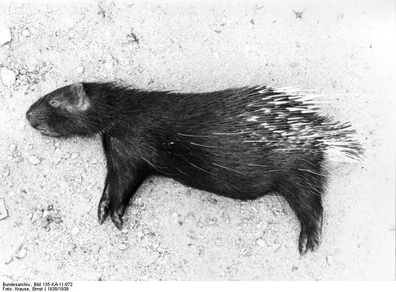 File:Bundesarchiv Bild 135-KA-11-072, Tibetexpedition, Erlegtes Stachelschwein.jpg