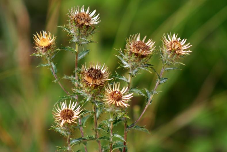 File:Carlina vulgaris ENBLA02.JPG