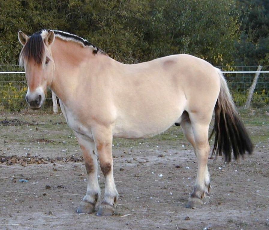 Norvegesi verniciato a polvere o in nobile Ruggine Immagine Parete Fjord-Cavallo Pony 
