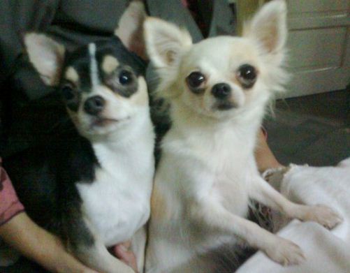 File:Chihuahueños.jpg