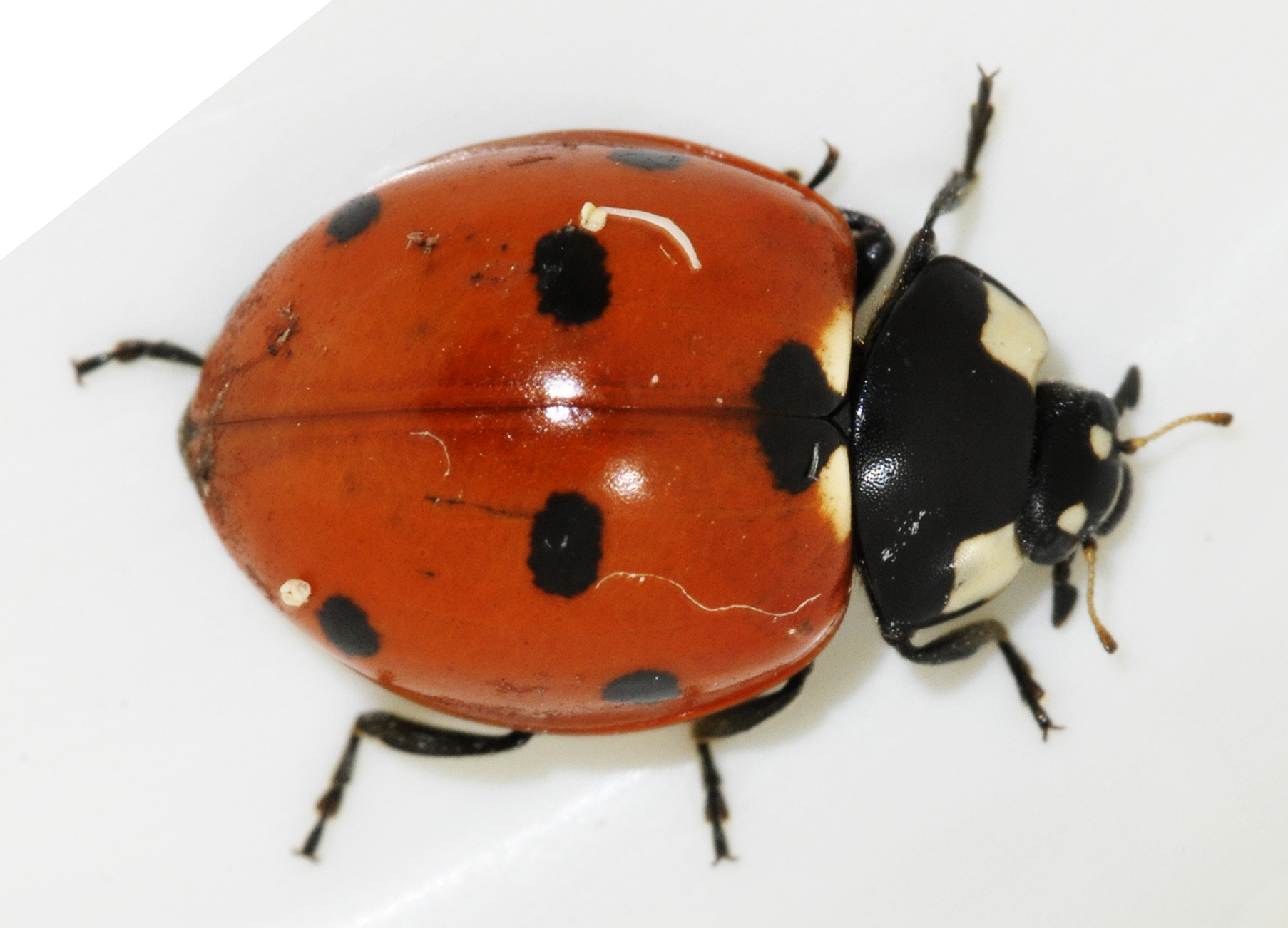 Coccinella septempunctata - Wikipedia