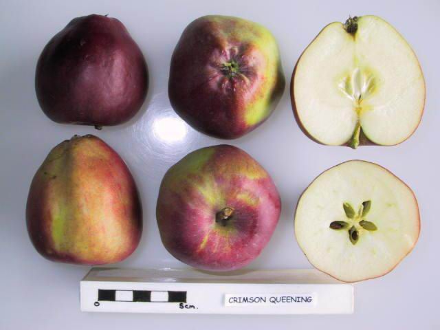 File:Cross section of Crimson Queening, National Fruit Collection (acc. 1949-092).jpg