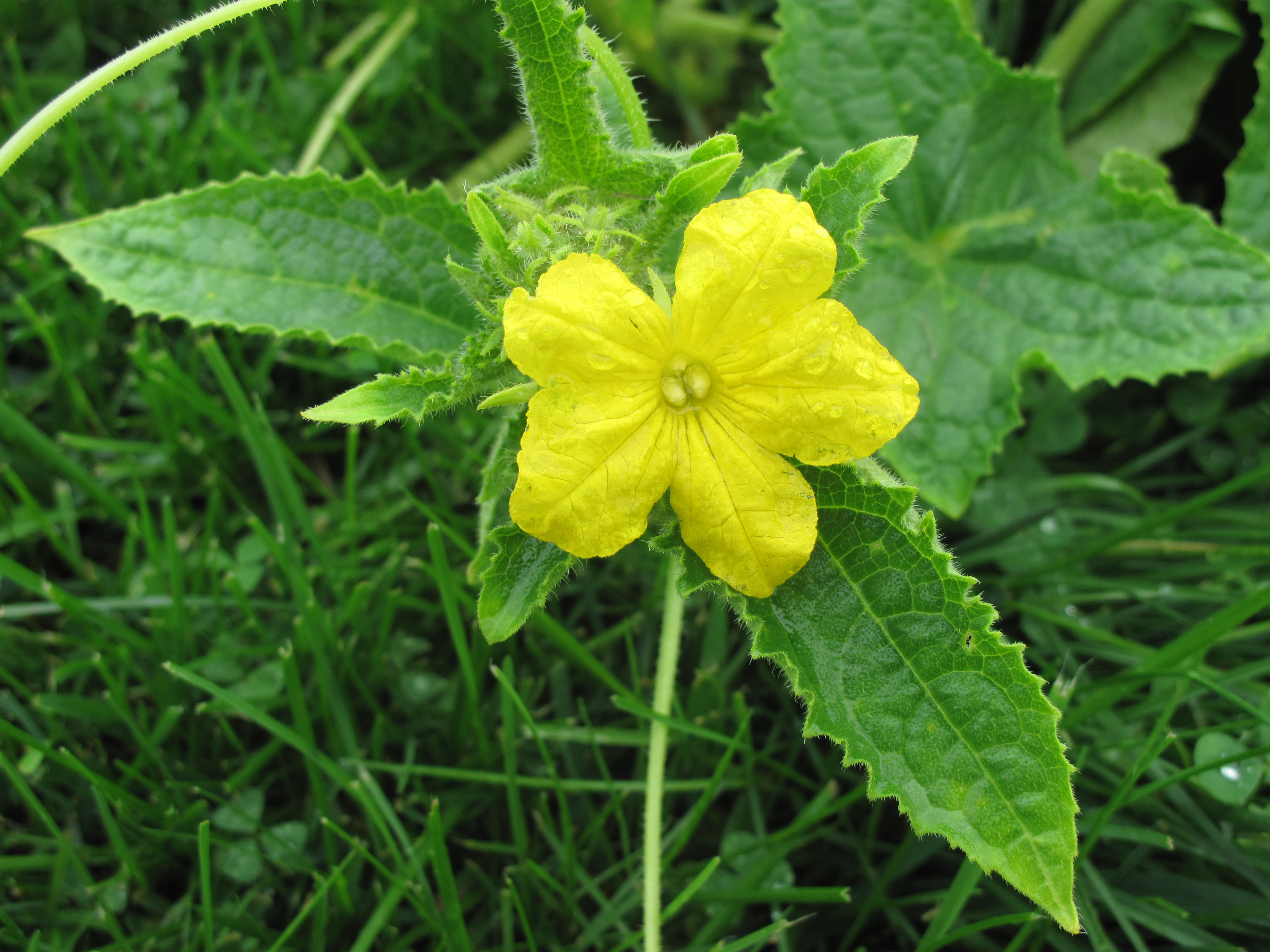 Cucumis sativus