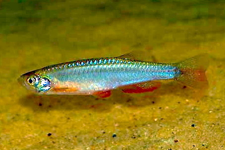 File:Danio albolineatus 2.jpg