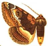 <i>Donuca xanthopyga</i> Species of moth