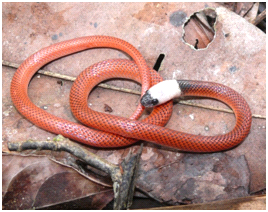 <i>Drepanoides</i> Genus of snakes