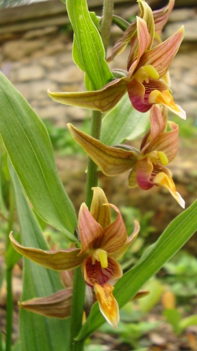 File:Epipactis gigantea.jpg