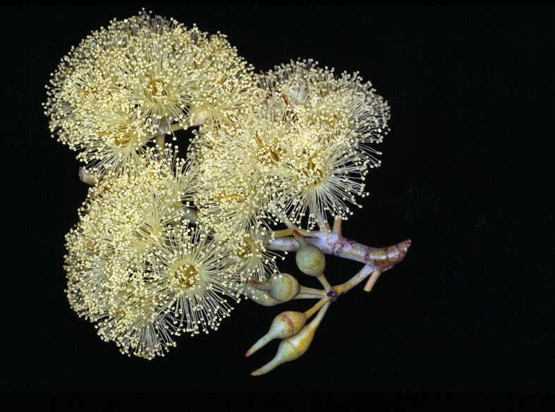 File:Eucalyptus socialis subsp. eucentrica buds.jpg