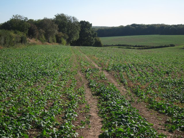 File:Field south of Cock Farm - geograph.org.uk - 2648563.jpg