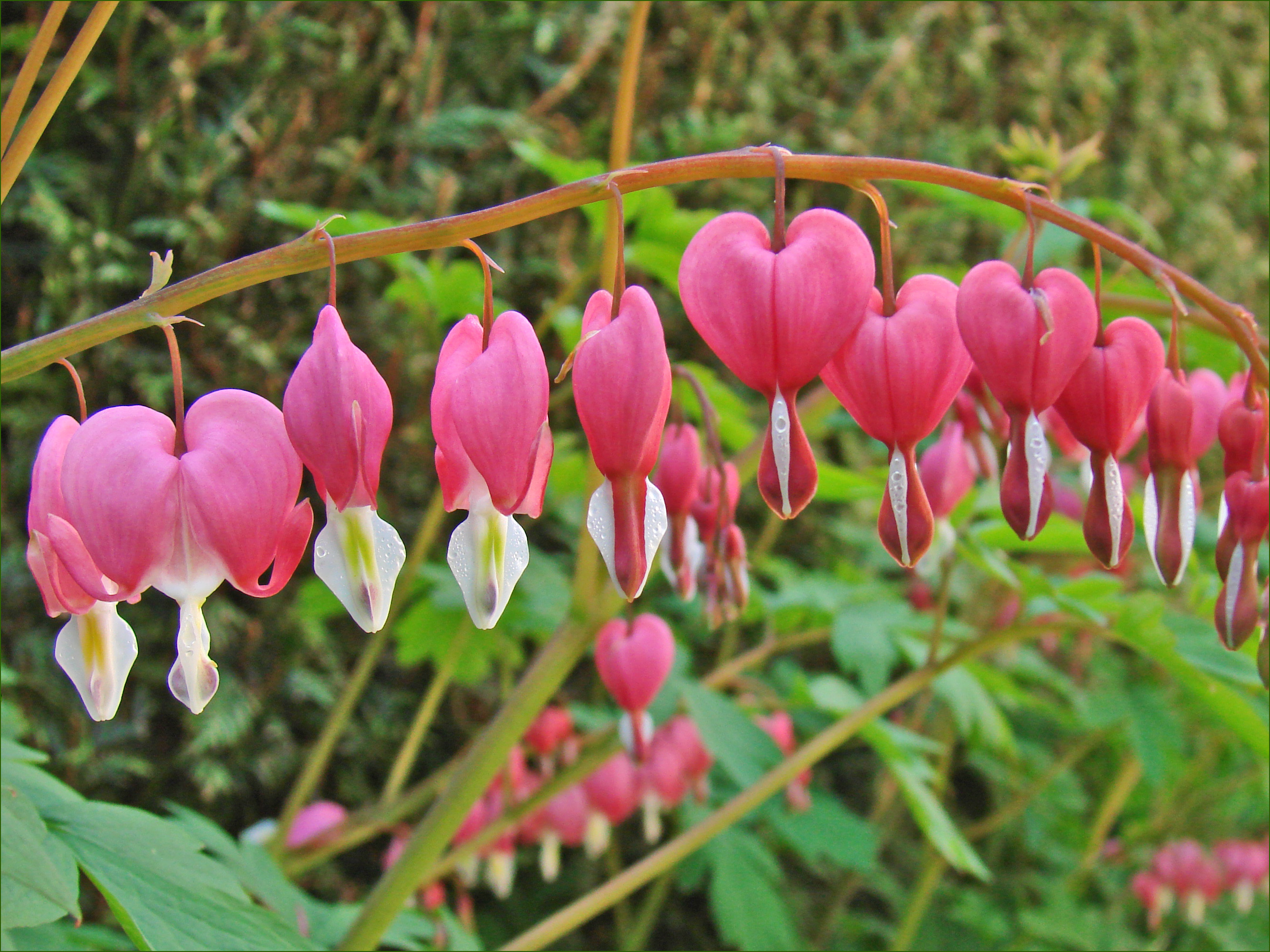 Fleurs De Printemps