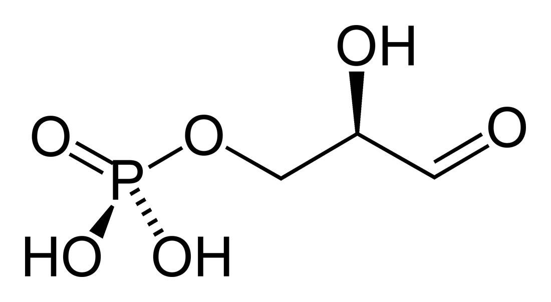 Glyceraldehyde 3 Phosphate Wikipedia