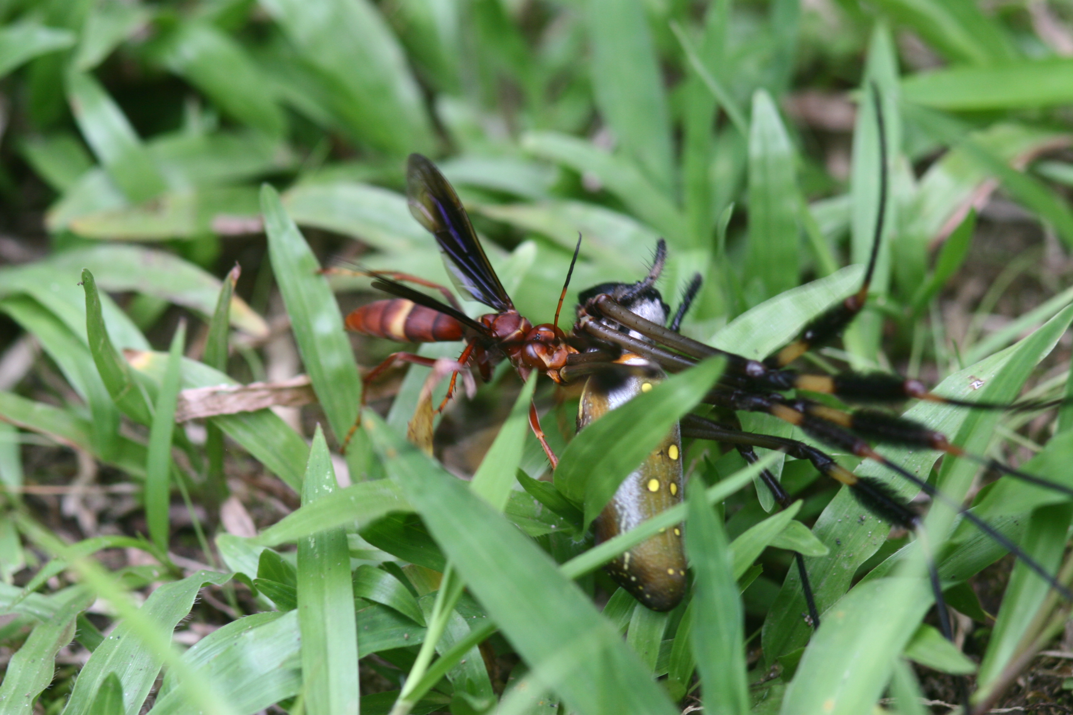 Golden Orb-weaver and parasitic wasp (5634637705).jpg