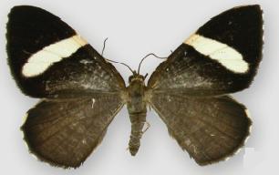 <i>Hagnagora elianne</i> species of insect