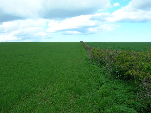 File:Hedgerow and Field - geograph.org.uk - 1284020.jpg